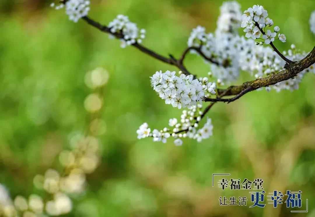 成都1.5h刹拢幽静山野，赏梨花、油菜花、桃花…不收门票