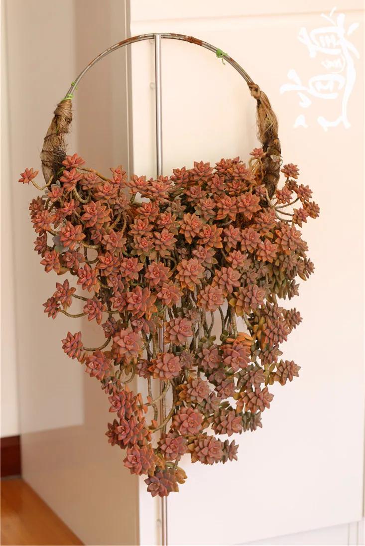 多肉植物呀丨多肉植物种类品鉴,景天专场(一)