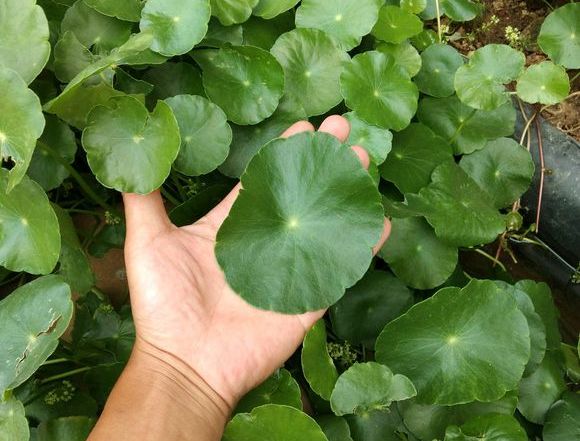 铜钱草叶太小？简单2个“方法”，30天长满盆，叶子大10倍