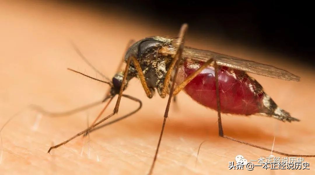 人类与蚊子缠斗数万年，仍然躲不开“被吸血”