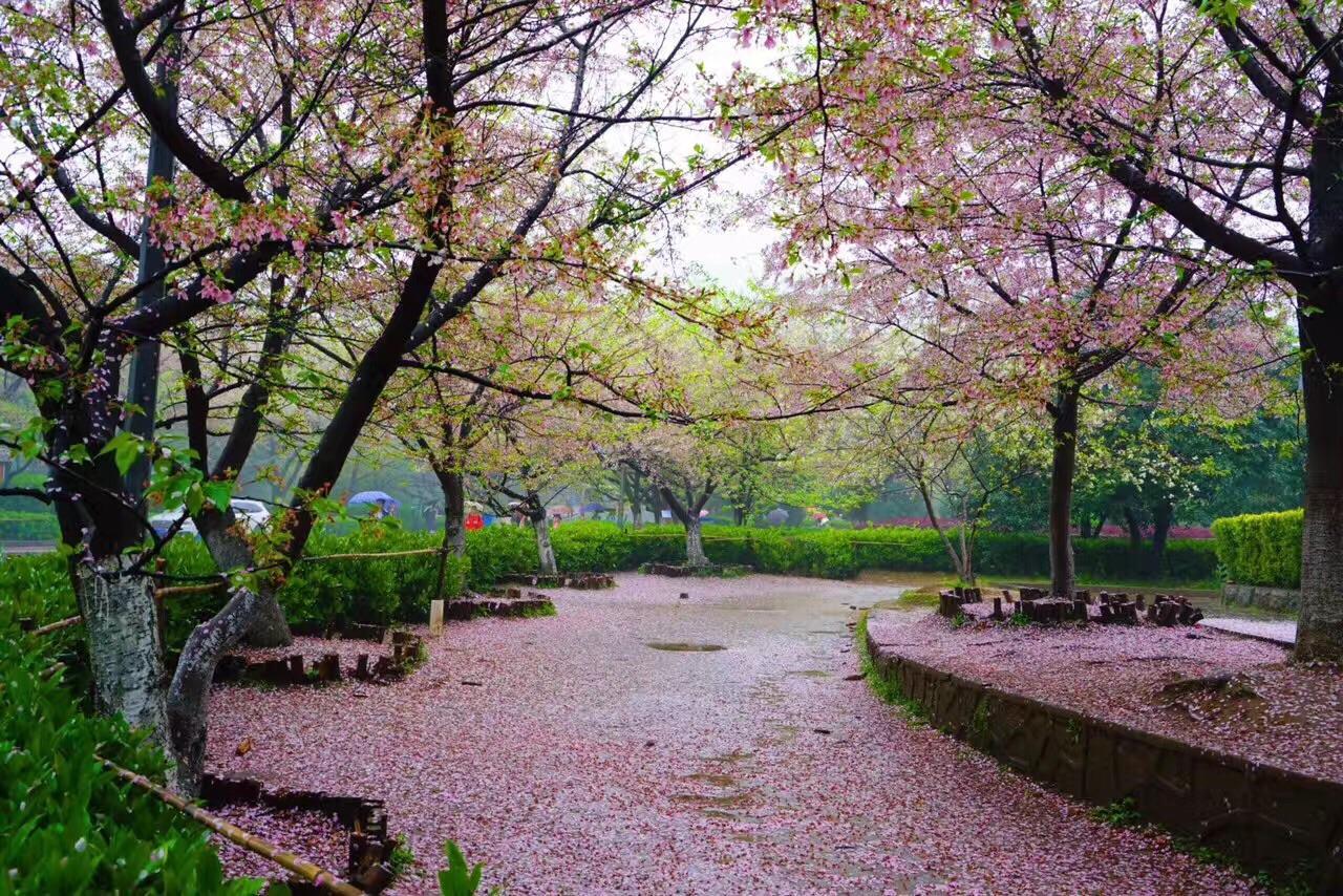 国内那些风景如画的大学，上学好似“度假”，书香与美景并存