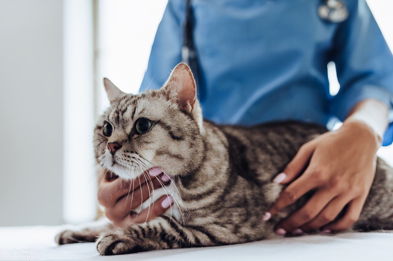 被猫抓了怎么办 被猫咬伤会得狂犬病吗？