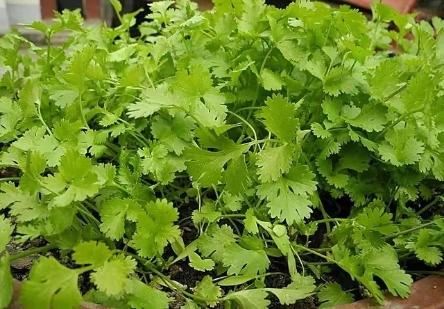 香菜种子种植方法：简单撒种即可发芽生长的详细步骤