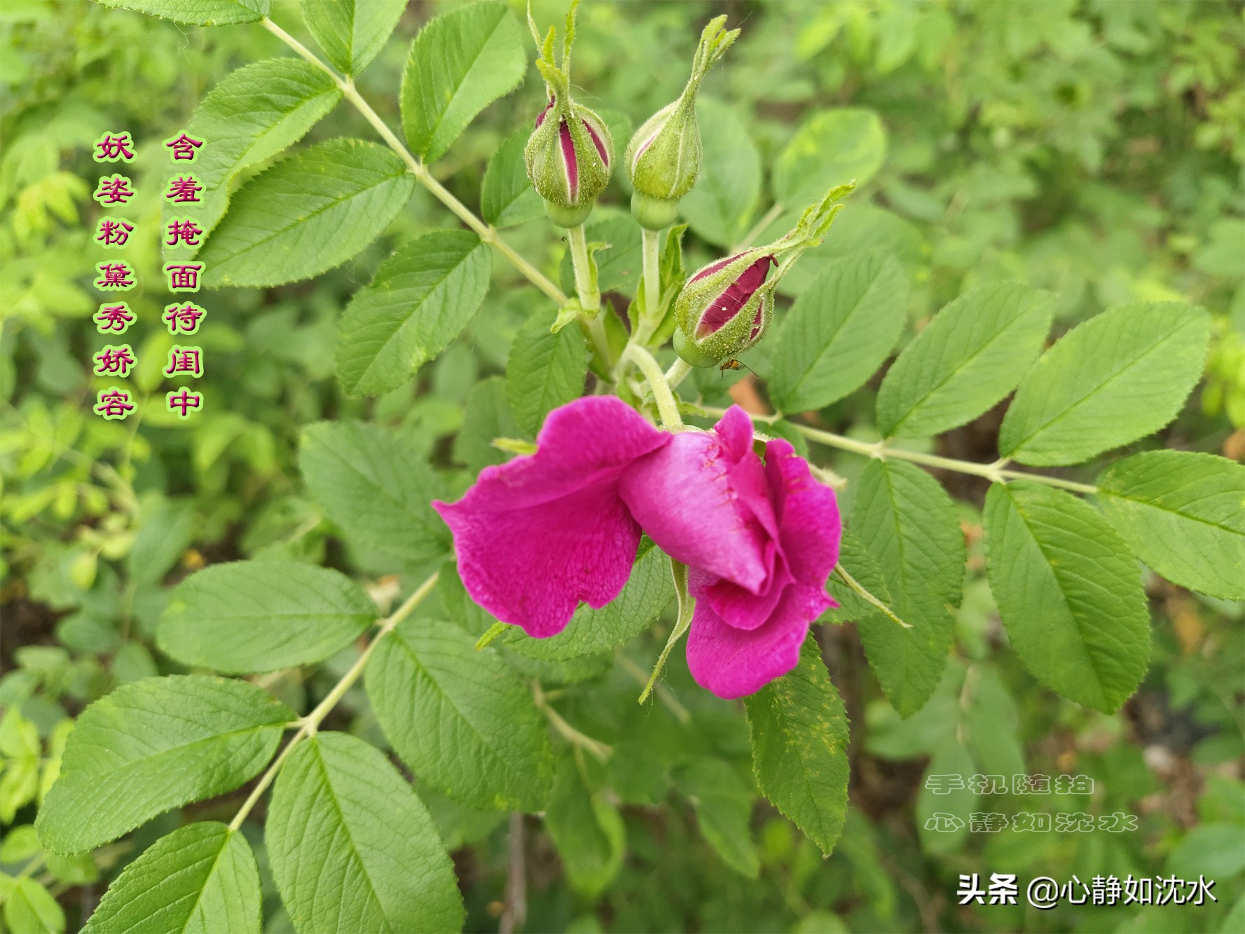 雨后探夏青，喜看小草野花的交融