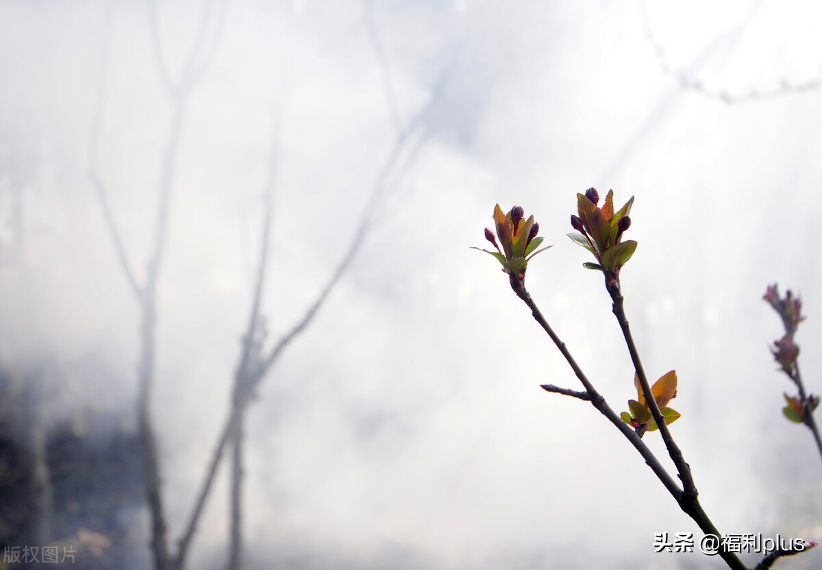 端午节员工福利该发什么好？