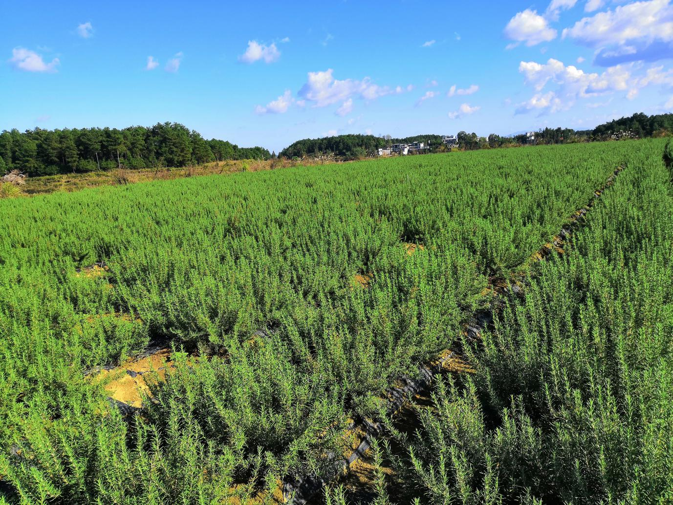 迷迭香价格树上的