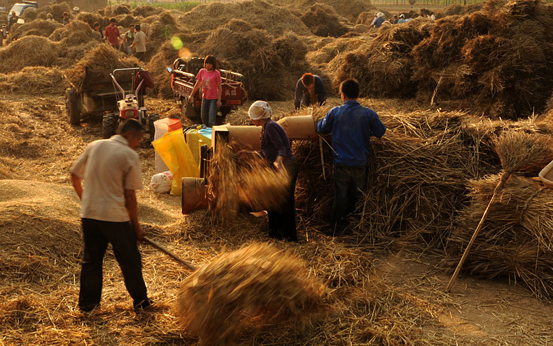 乡土散文:收麦季