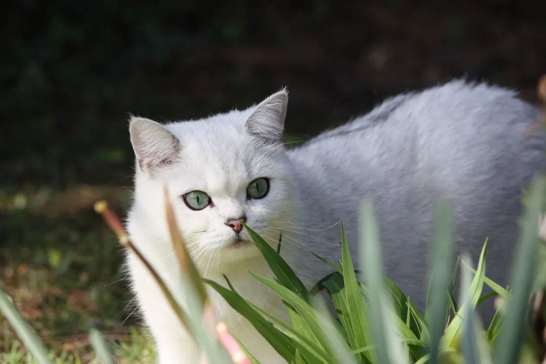 英国短毛猫丨银渐层