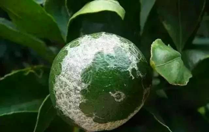 柑橘白癞病都用什么药好(柑橘白癞病是细菌还是真菌)