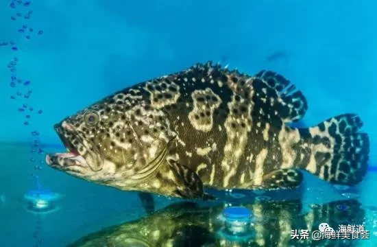 市场常见的102种海鲜，肉质鲜美，营养丰富，你们吃过几种？