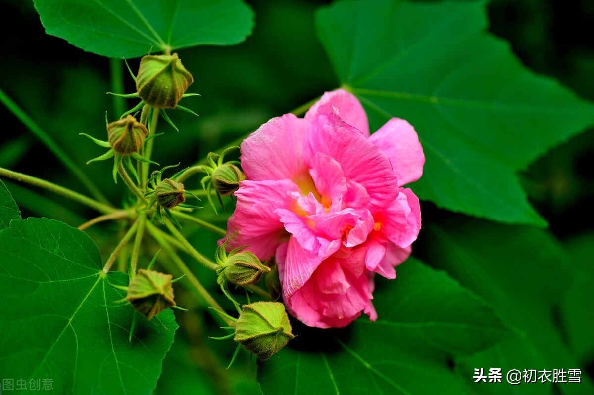 秋花木芙蓉唐诗五首：秋风万里芙蓉国，水莲花尽木莲开