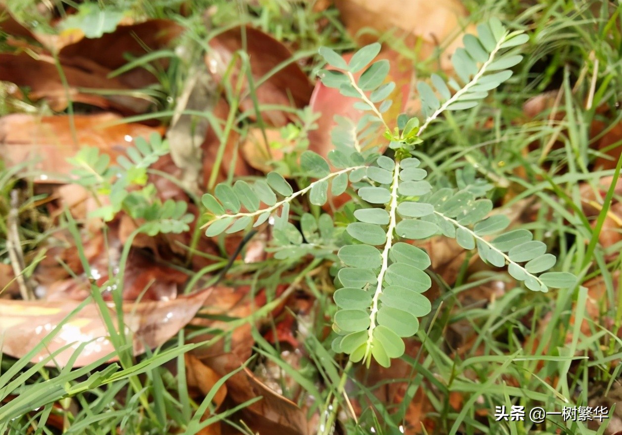 山坡上的阴阳草,以前不知道它有用,昨天才知道它是中药材