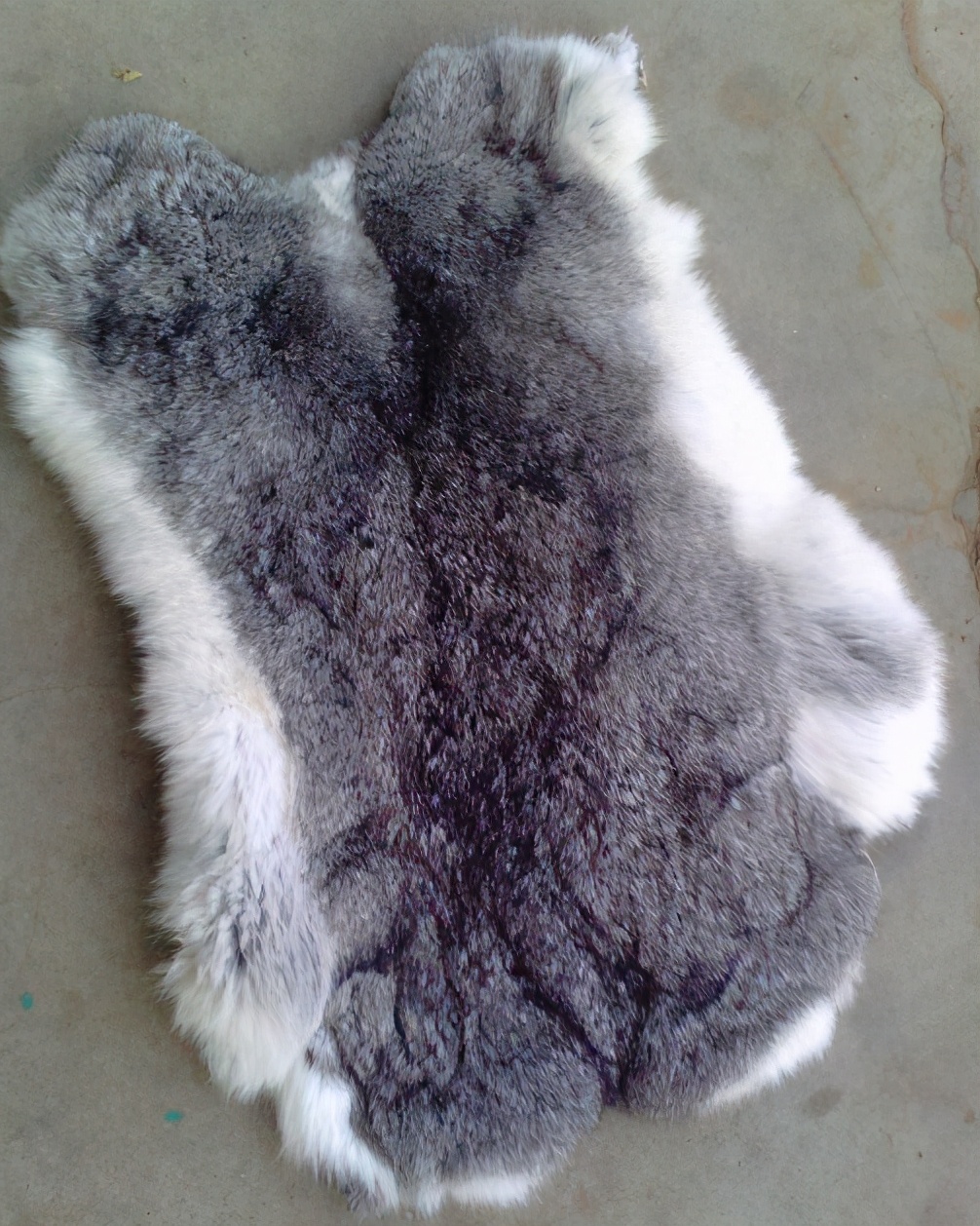 青紫蓝兔到底是什么颜色的兔子?华丽的皮毛和美味的兔肉你选哪个