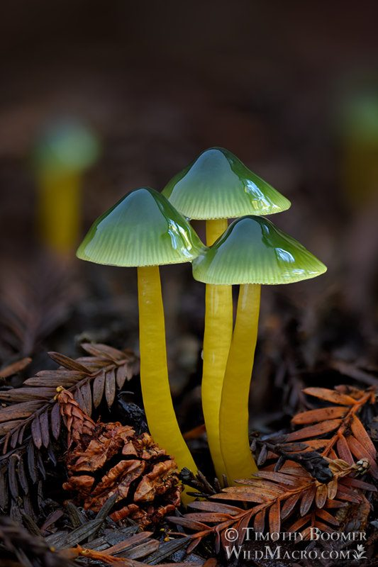 40张罕见的照片，黑蚂蚁咬得毒蛇直打滚，单个细胞变成蝾螈全过程