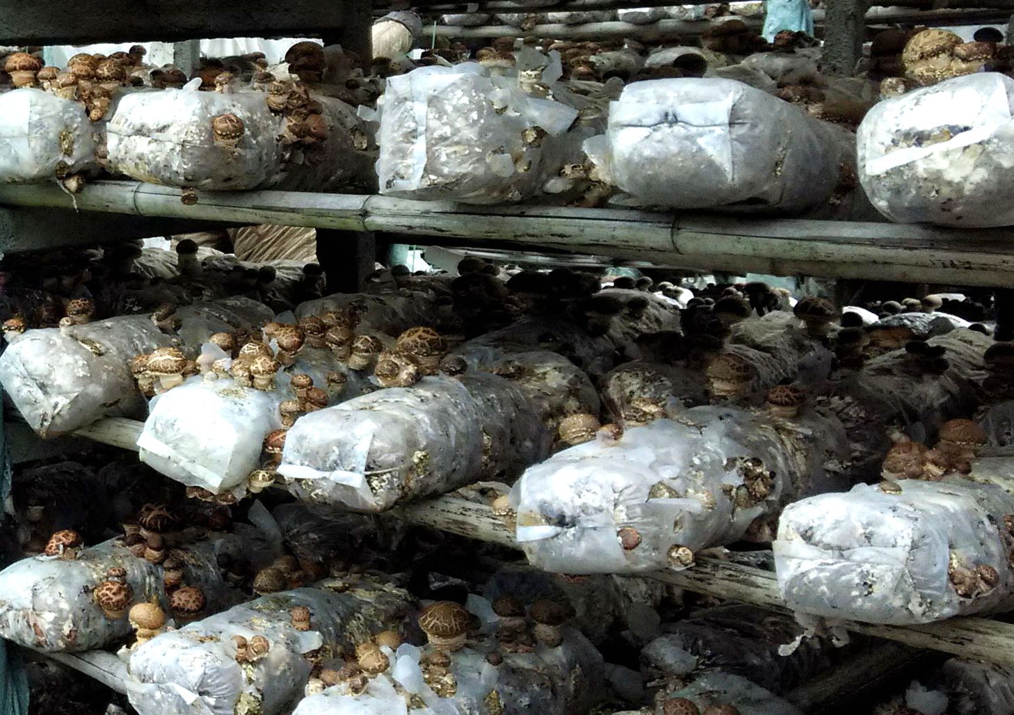 袋栽香菇菌棒被杂菌污染最让菇农头疼,如何避雷,中招了又咋处理