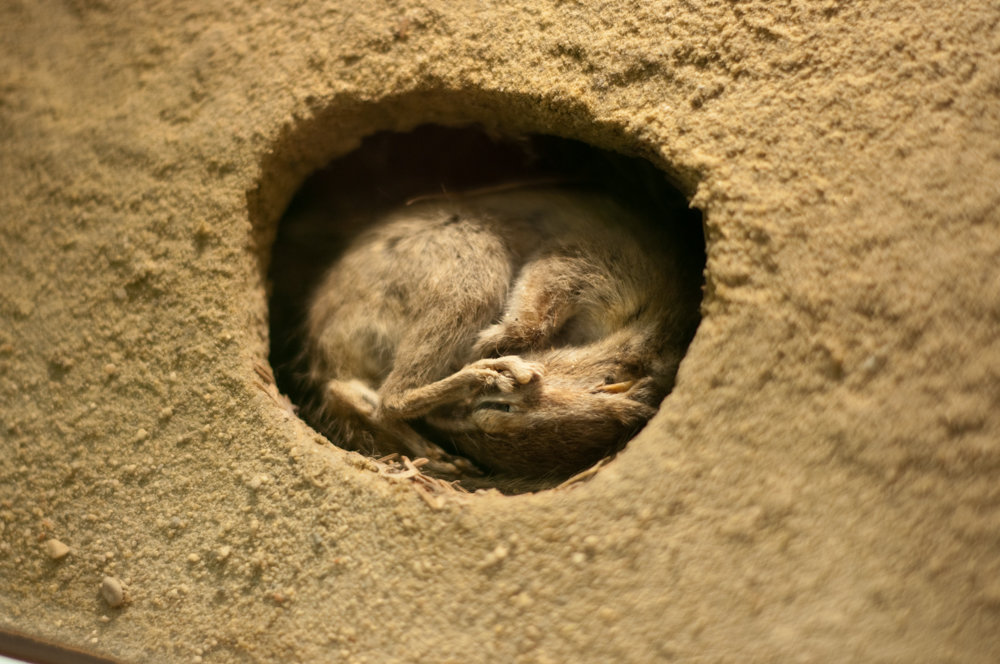 什麼動物需要冬眠(為什麼食肉動物不吃冬眠的熊?