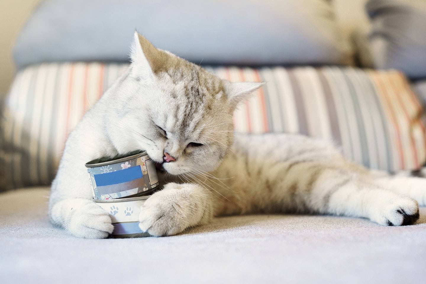 野猫吃什么食物（这10样食物小猫看到都会流口水）