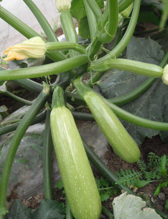 今日阳舂白菜价格瓜菜套种方案