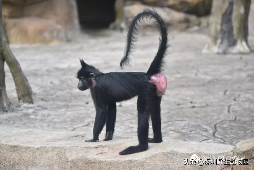 常规状态——臀胼胝