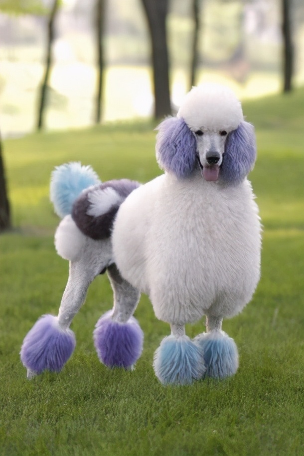 贵妇犬图片标准贵妇犬图片