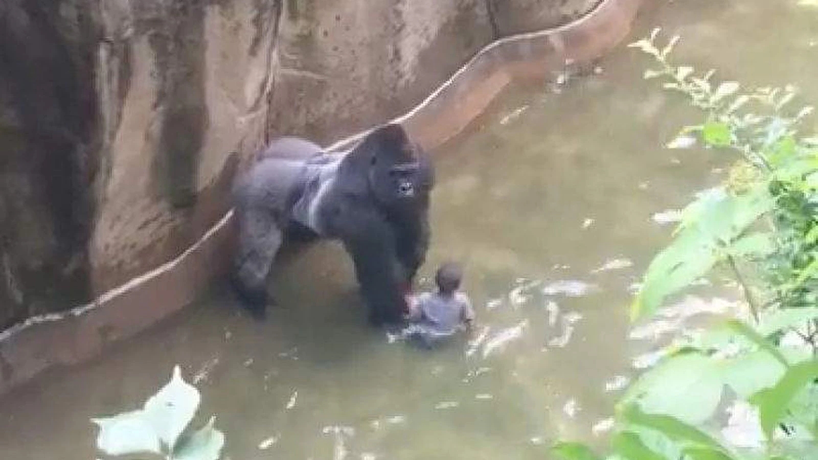 10种世界上非常聪明的动物，小白鼠上榜也就算了，猪也能上榜？