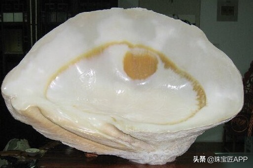 这4种能做珠宝的贝壳你都认识吗？贝壳珠宝大盘点第2弹