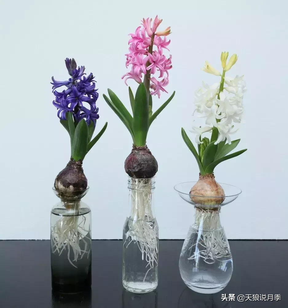 风信子养护技巧：掌握这几招让你轻松种出美丽花朵