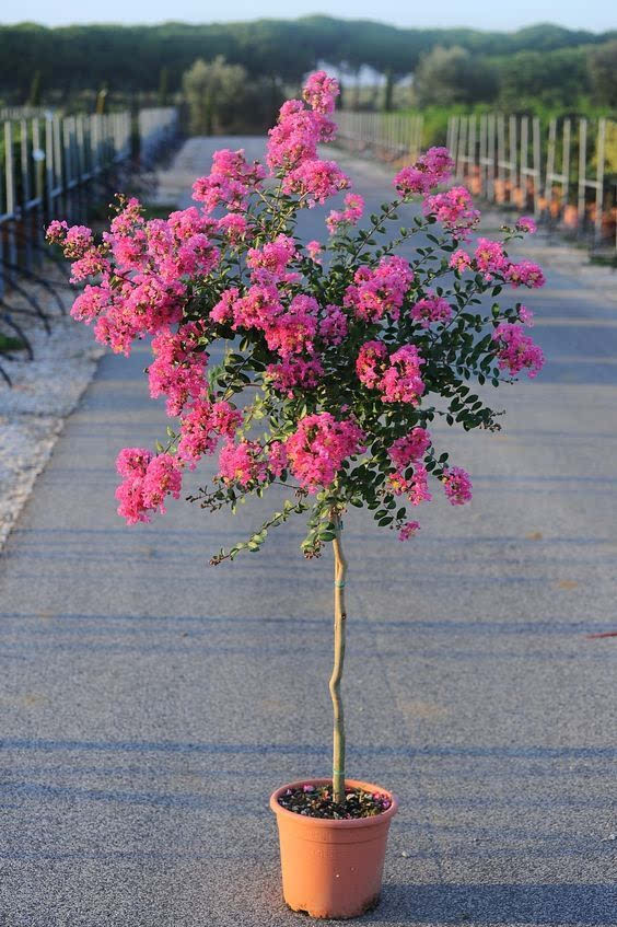 紫色花有哪些（2７种不同品类紫色鲜花大盘点）