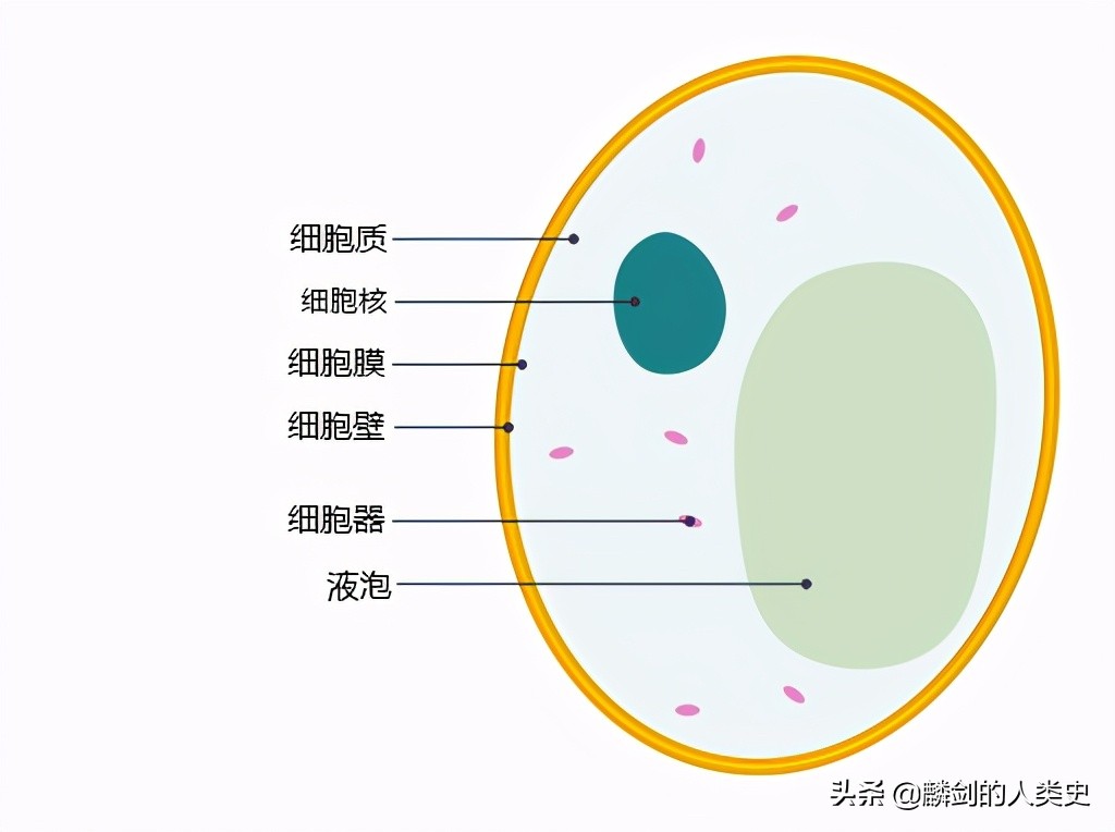 酵母菌顯微鏡下圖片(地球生物全系列) - 赤虎壹號