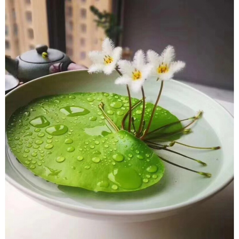 人养花，花亦滋养着人！100种室内盆栽花草图鉴，有您喜欢的吗？