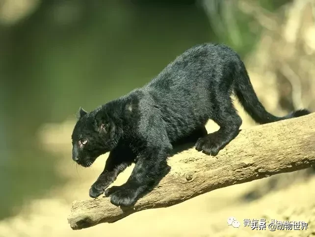 動物世界-豹的概述