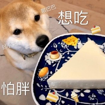 柴犬表情包合集