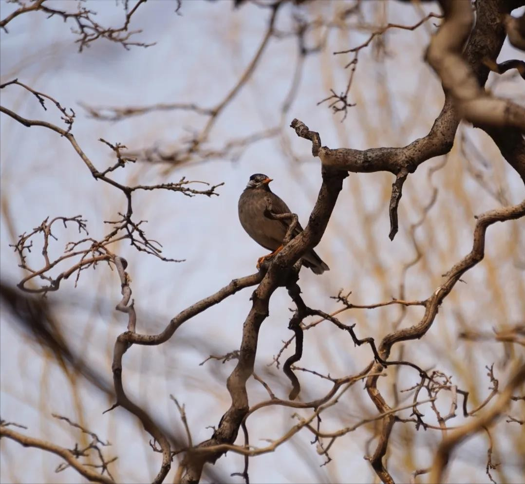 神仙颜值！北京语言大学“最美校花”高清大图来袭，总有一款你喜欢！