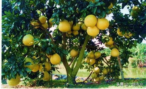 柚子的种植管理技巧