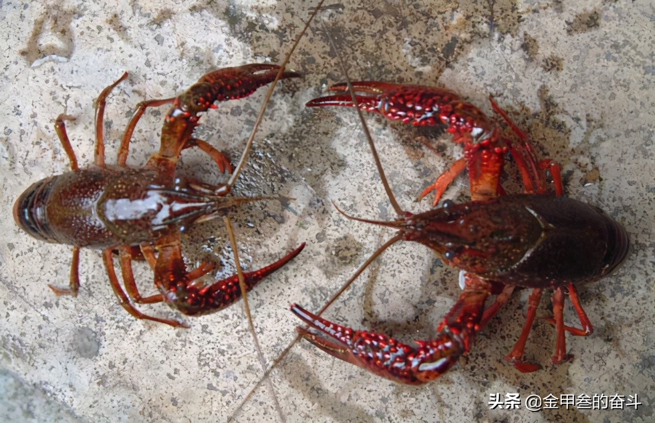 蝲蝲蛄图片东北蝲蛄