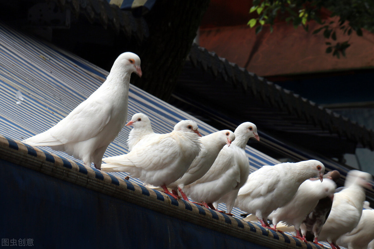 爱吃鸽子的一定要收藏，教你5种鸽子最好吃的做法，看你爱吃哪种 - 知乎