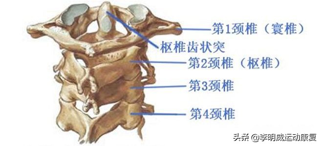 锻炼颈椎，千万不要绕圈环转