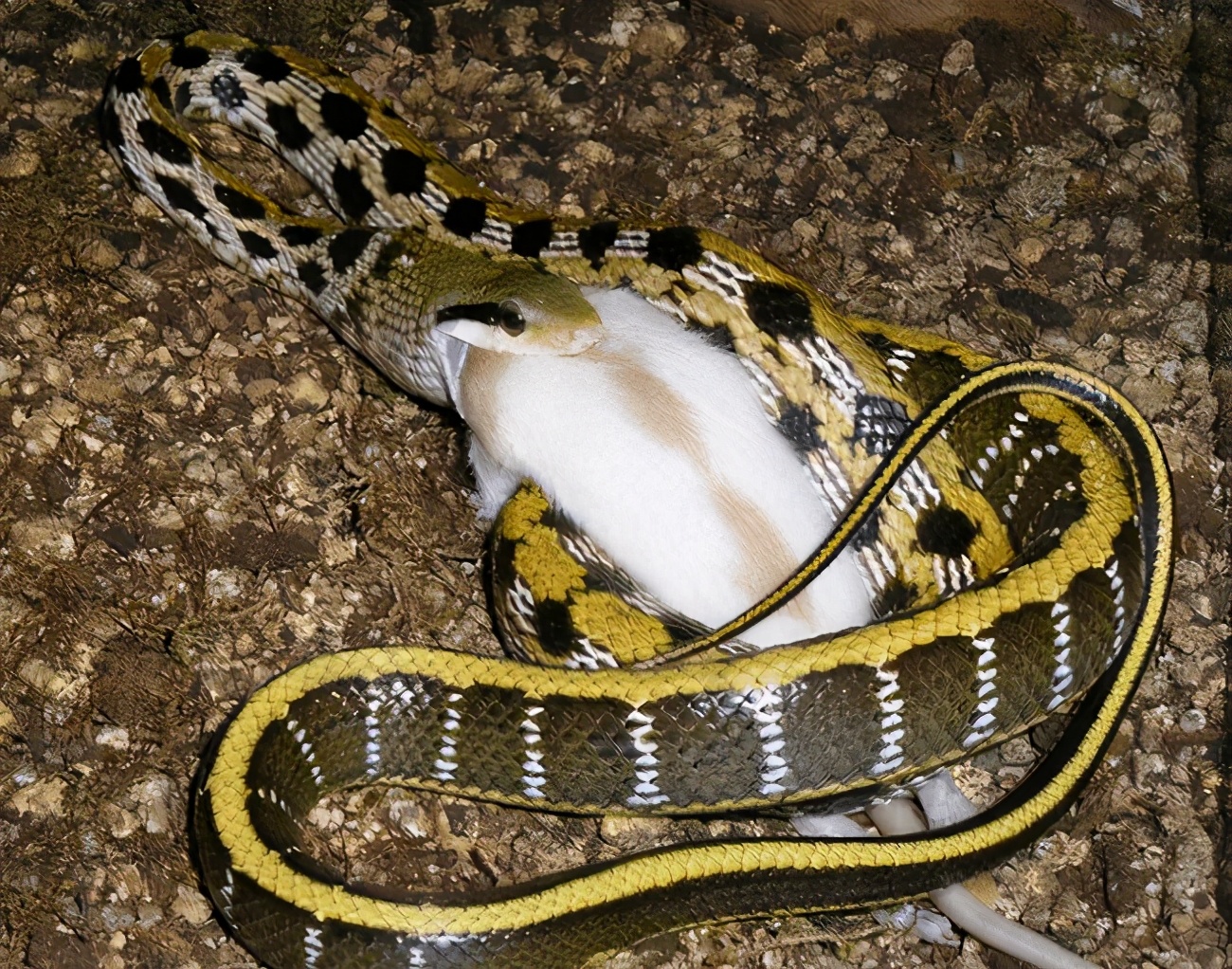 黑龙江一女子与蛇同居15年，家中大蛇就有20条，蛇不会攻击她吗？