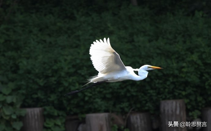 白鹭诗词精选三十二首 霜姿不特他人爱，照影沧波亦自怜