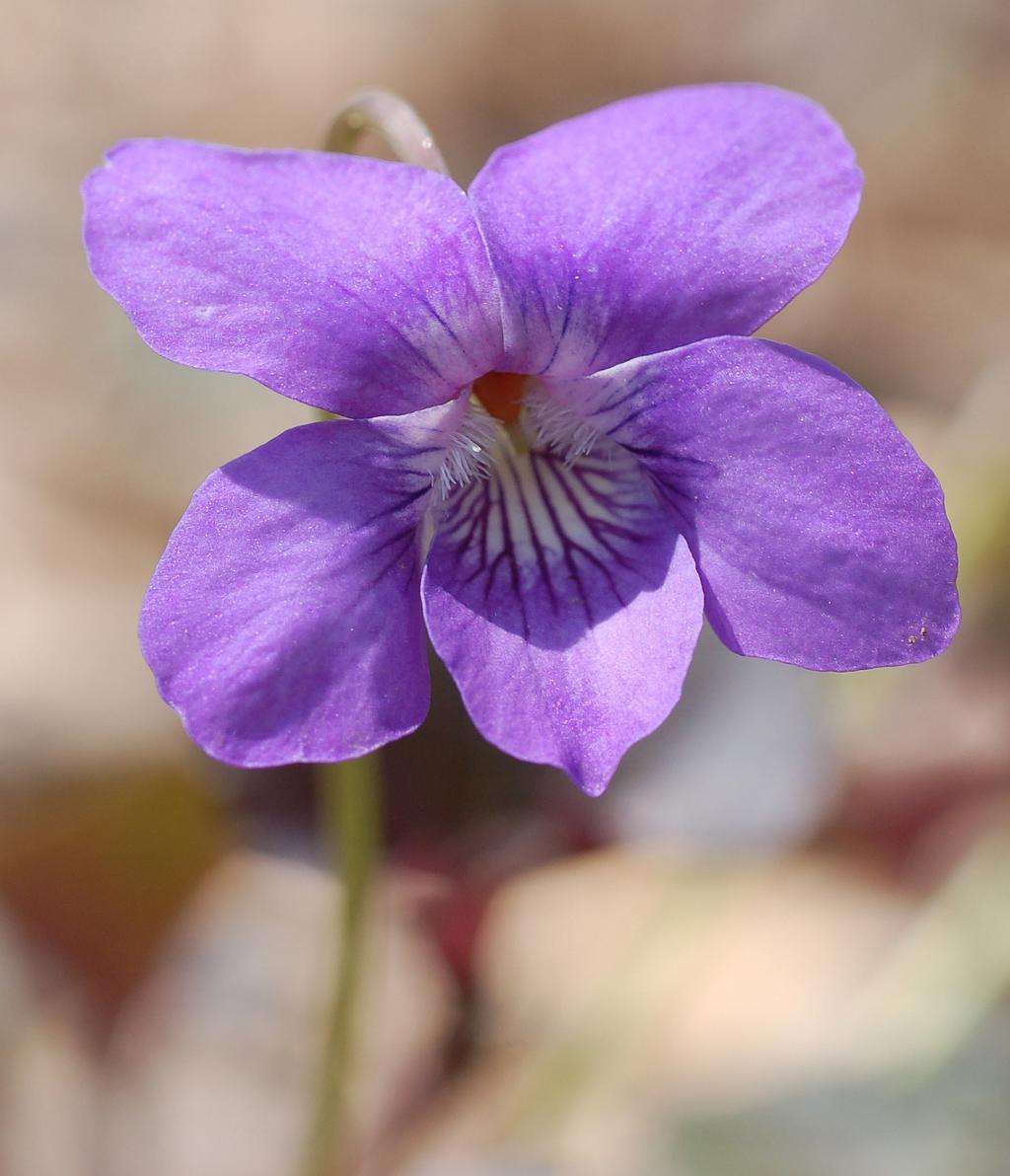 紫罗兰几点开花(一天)图片