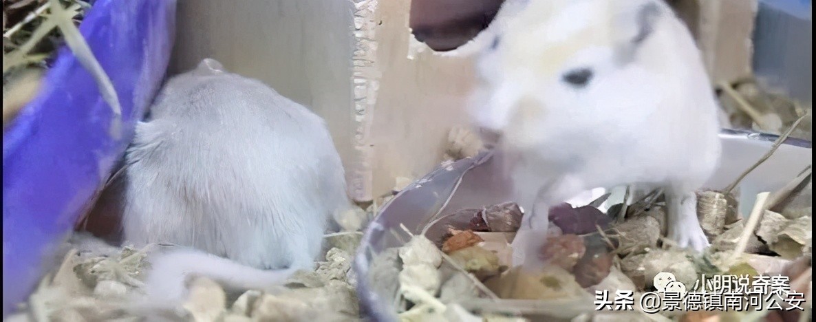 韩国女大学生聚餐后离奇失踪，电脑记录遭蹊跷改动，案件细思极恐