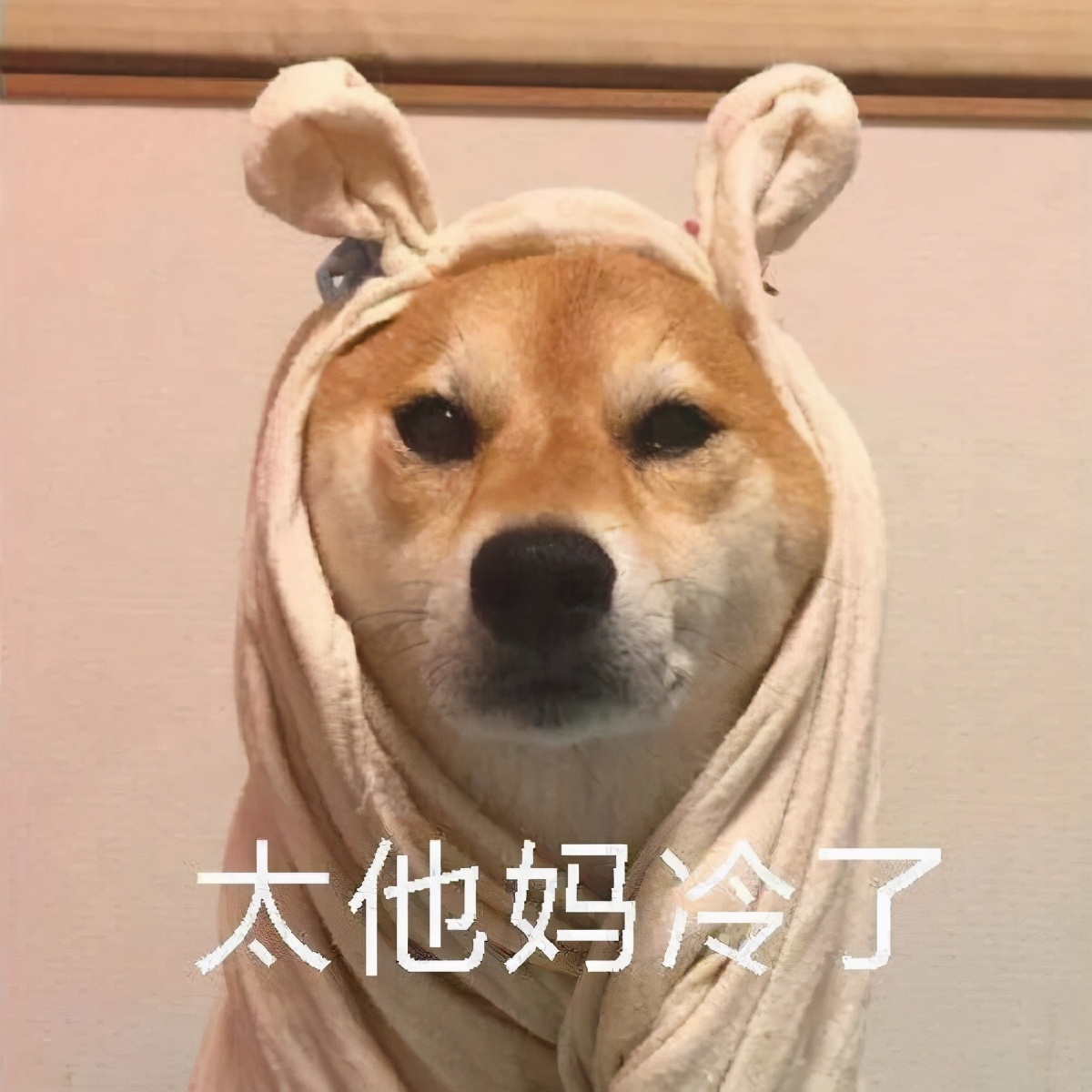 柴犬冬季打工人表情包合集｜不想起床，不想上班