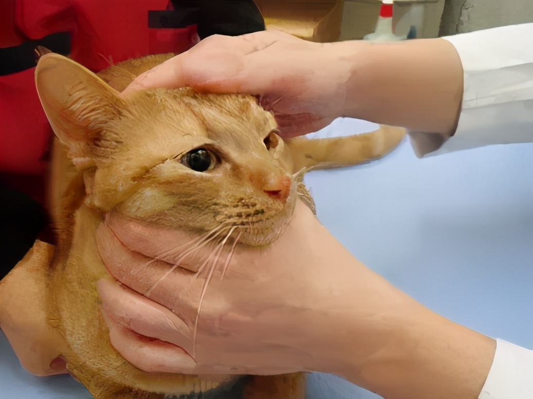 猫咪眼睛突然变色？可能是葡萄膜炎