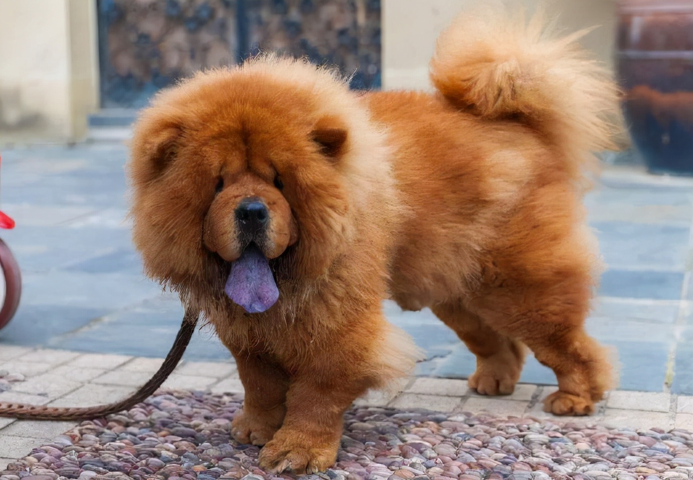 原来养“松狮犬”，这么多益处，难怪这么难买