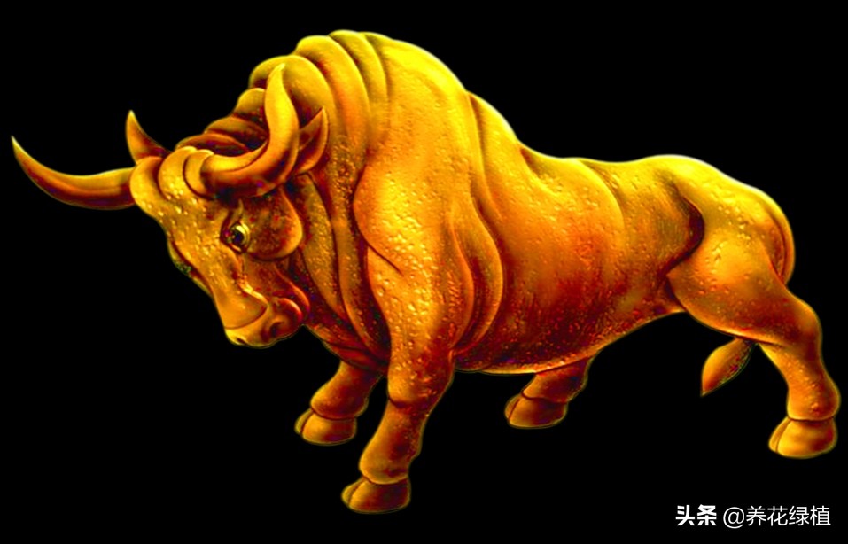 2021是牛年,俗语:"金牛无春年,犍牛不得闲",是什么意思