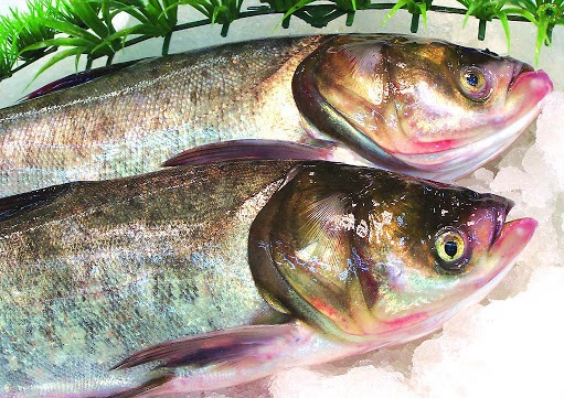 一网捞到50万斤鱼，166666元起拍“头鱼”，查干湖冬捕有多热闹？