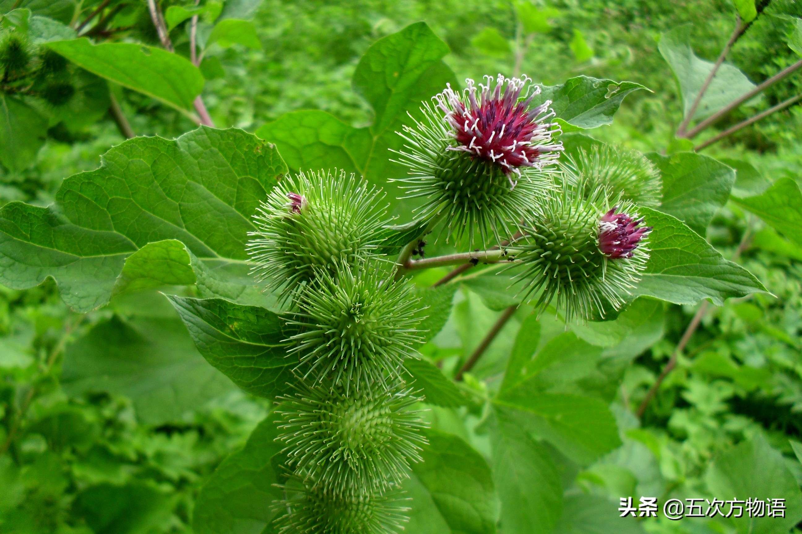 菊科蔬菜大全