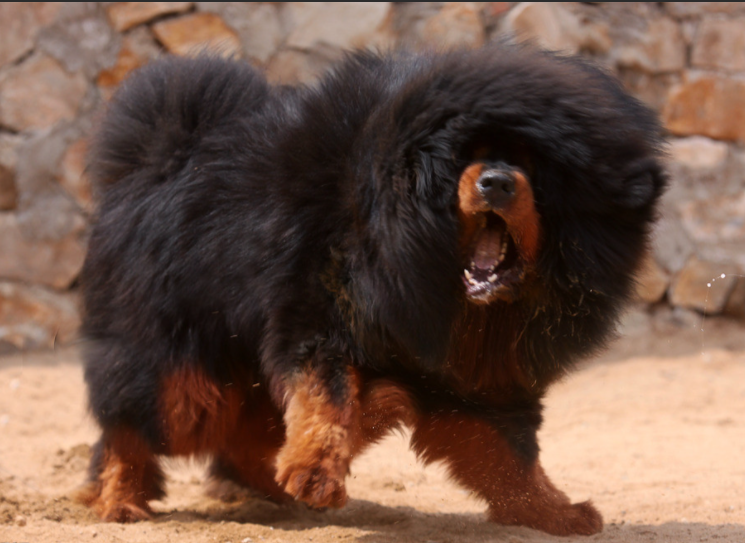 虽然你可能一辈子不养藏獒,但你要知道它凭什么称为中国"狗王"