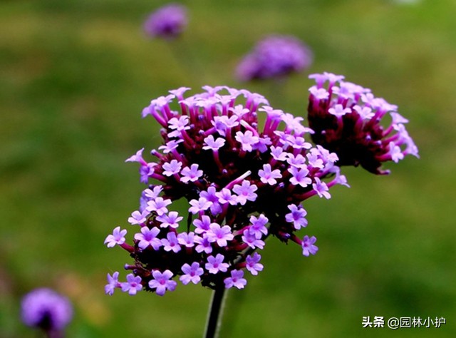 马鞭草花期是什么时候（薰衣草和马鞭草的区别）