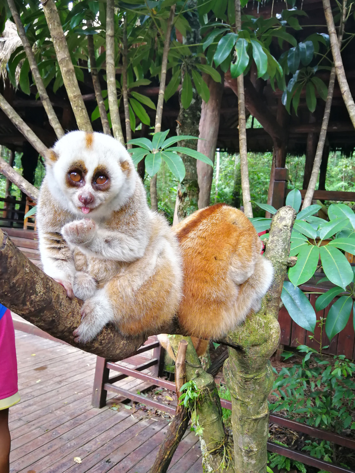 蜂猴经常被人们称之为懒猴,是体型比较小的一种原猴类动物,属于最底层